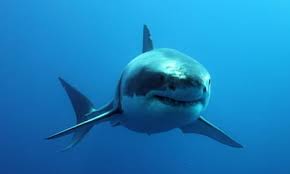 Image result for fight a great white shark