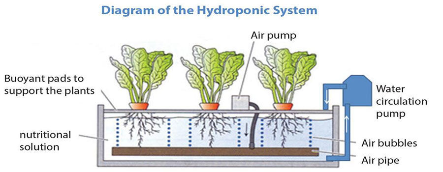 Three plants in buoyant pads float in the nutritional solution. An air pump circulates air through the nutritional solution.A water circulation pump is attached to the right side of the tank.