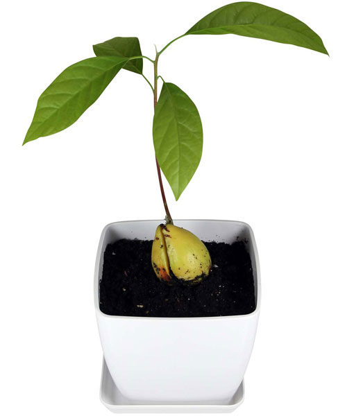 How To Keep Your Avocado Plant Alive - AvoSeedo