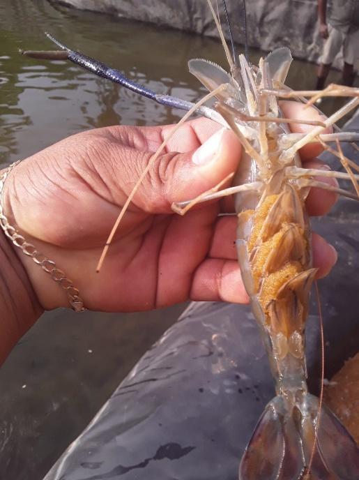 A hand holding a shrimp

Description automatically generated