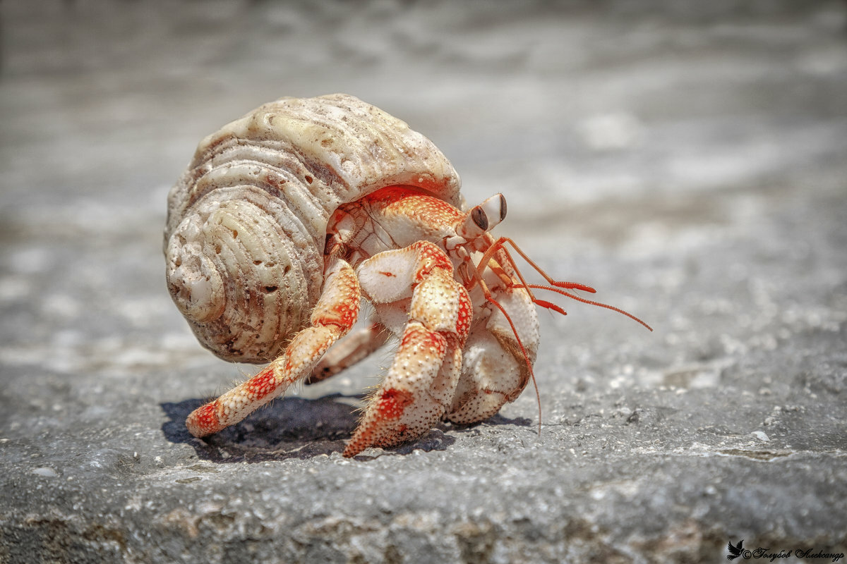 Hermit Crabs Molting
