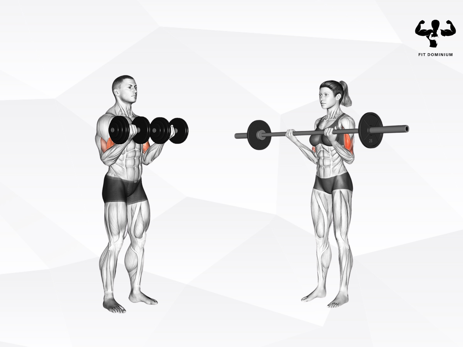 fully body dumbbell and barbell workout