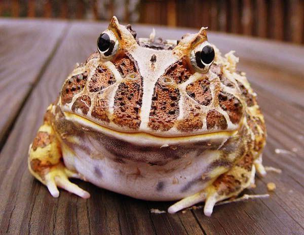 ฮอร์นฟรอก (Horned frog) กบน้อยน่ารัก จอมตะกละ 06