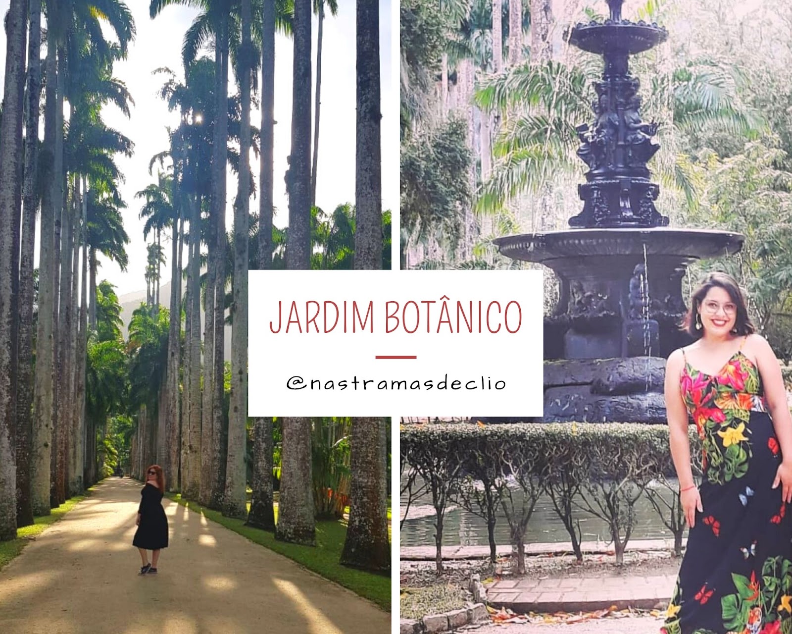 Fotografias do jardim botânico do Rio de Janeiro.