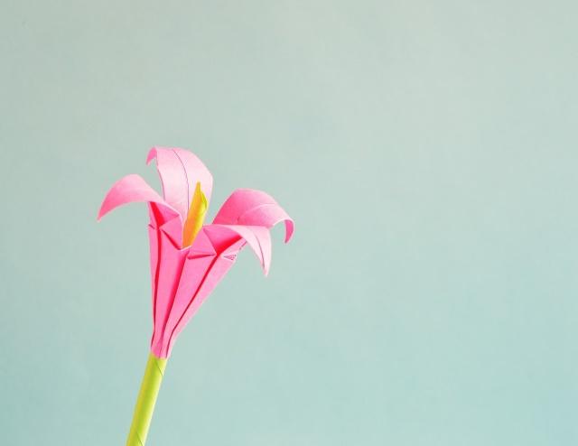 Immagine che contiene fiore, pianta

Descrizione generata automaticamente