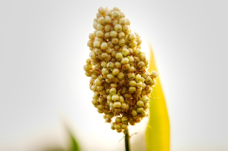 Integra control de plagas y enfermedades del sorgo