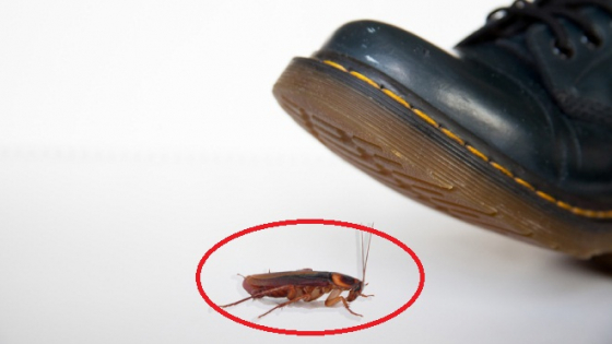 Dùng giày dép đập gián có tác hại không ngờ