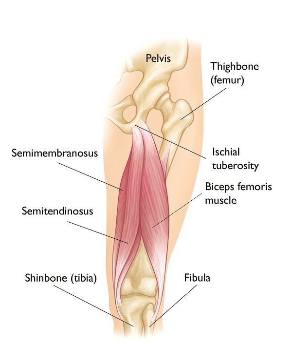 Pistol Squat Muscles Worked hamstrings