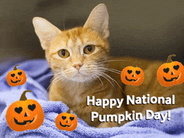 National Pumpkin Day Captions