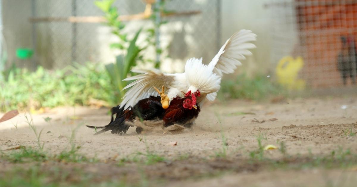 Cockfighting provides the same thrilling action, but with no physical risk to people participating in the fights. 