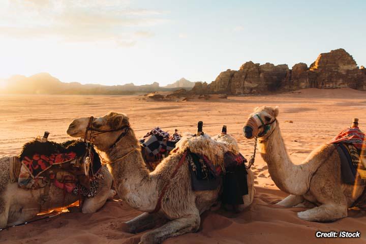 Frostbite in Dromedary Camels 2.jpg
