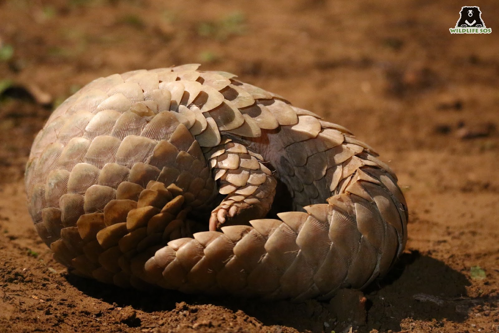 pangolin scales