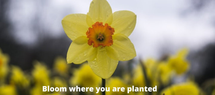 Daffodil Captions for Instagram 