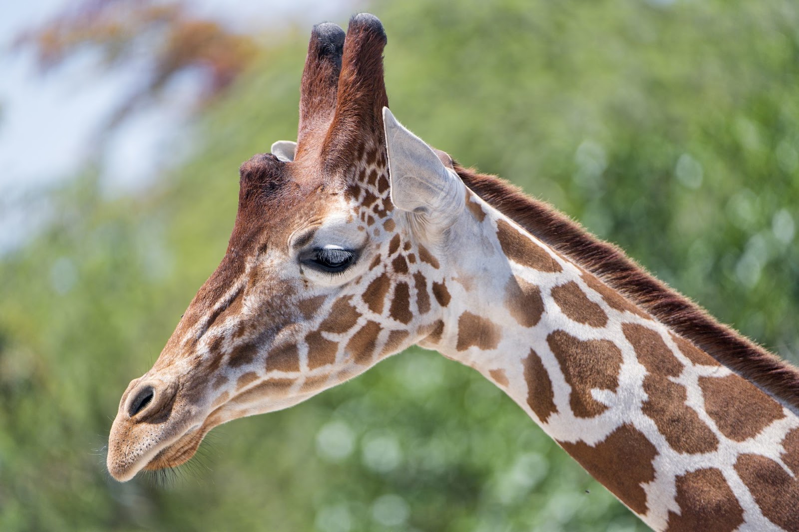 Giraffe
