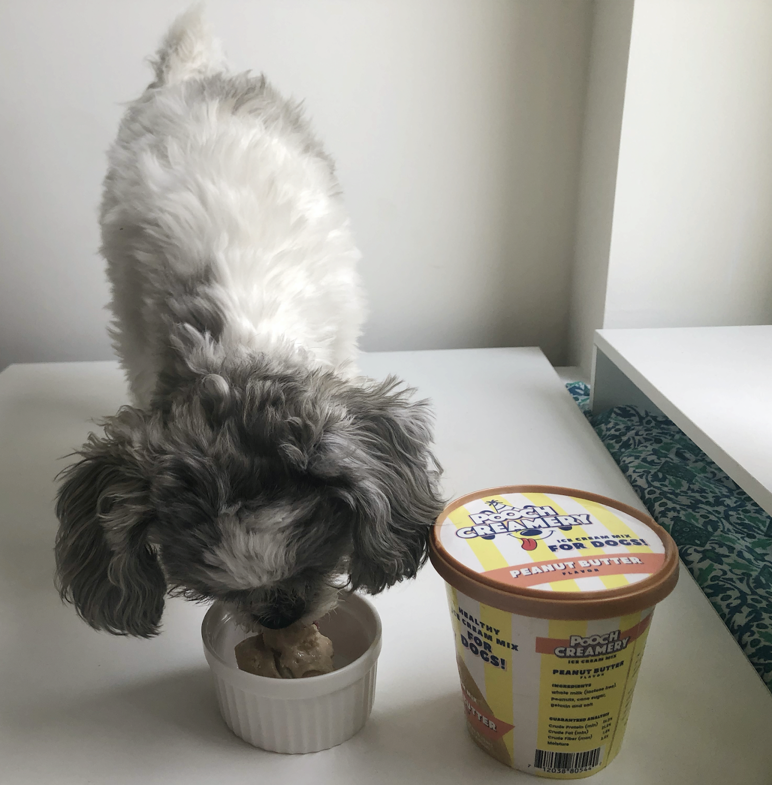 dog loves ice cream