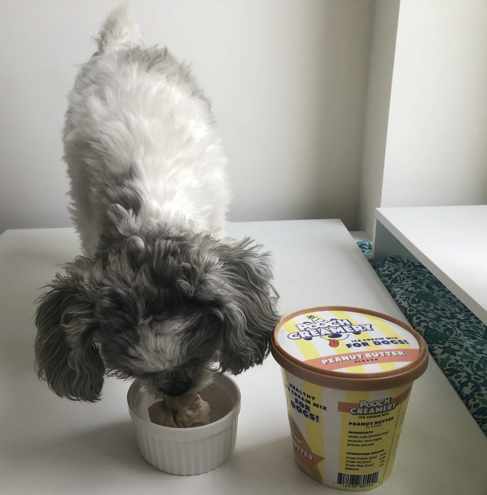 Best dog ice outlet cream