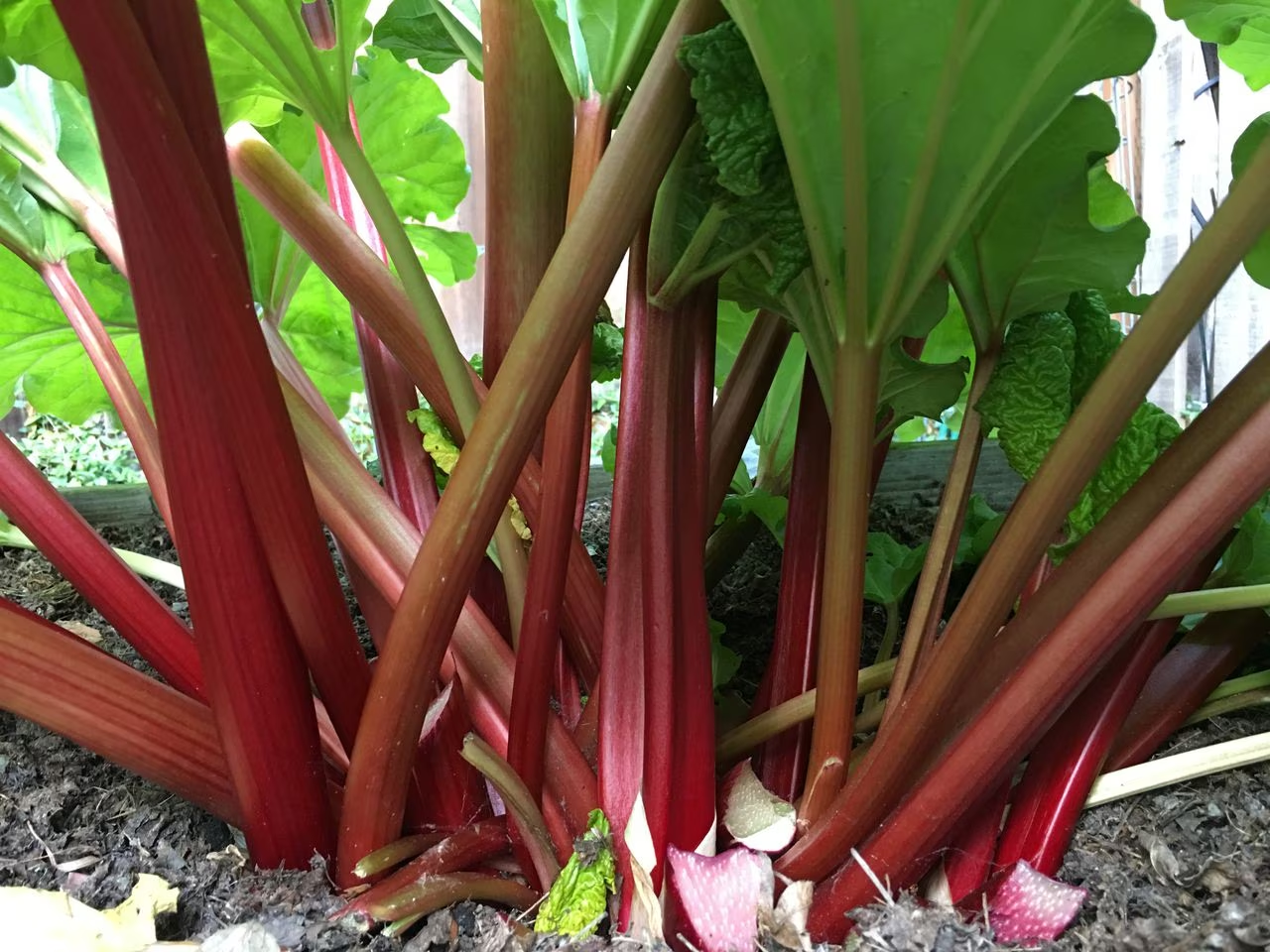 When to Plant Rhubarb