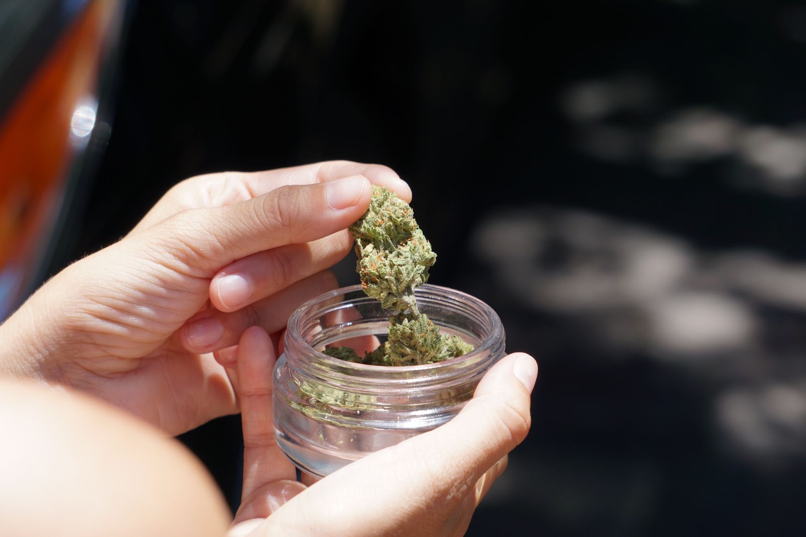 cannabis flower, jar, hands