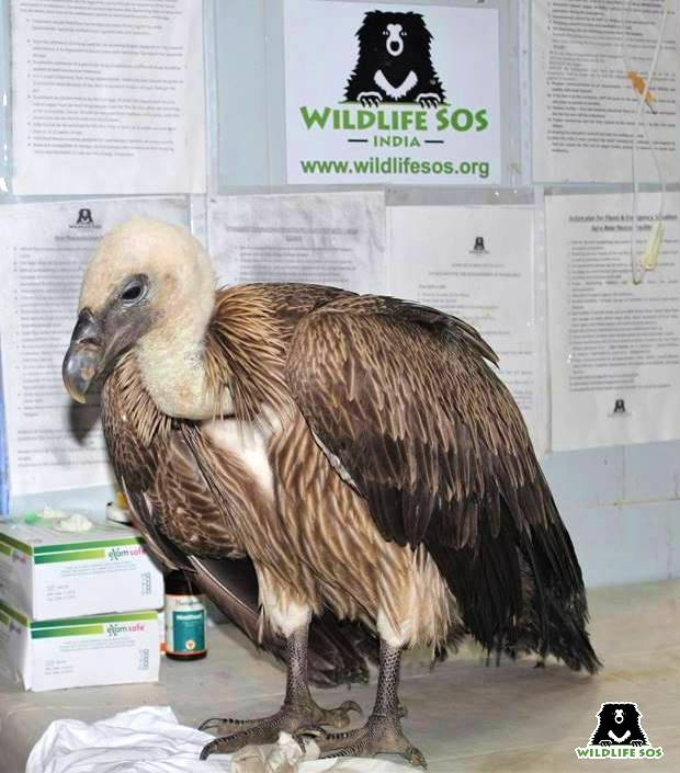 himalayan vulture