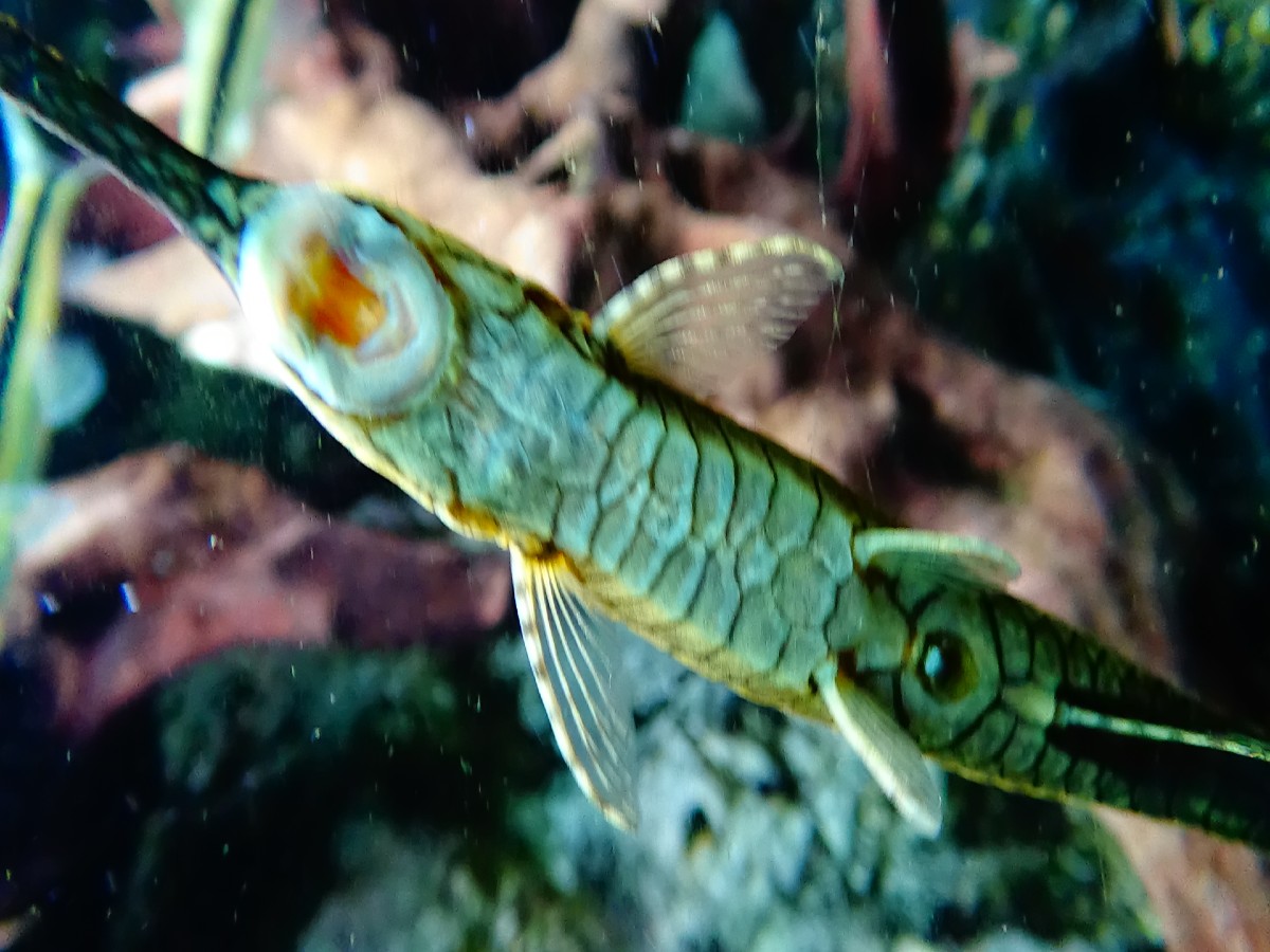 twig catfish algae eater