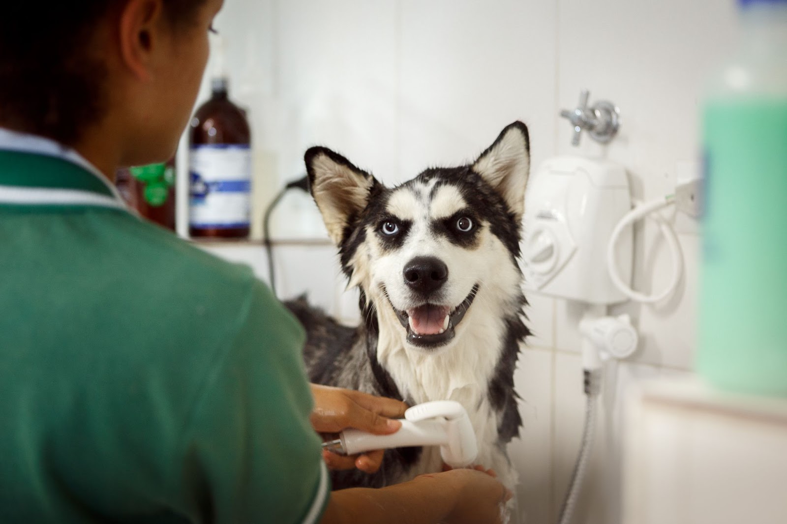 Husky siberiano tomando banho em um pet shop bem decorado 