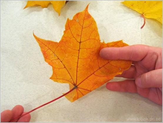 http://www.lobzik.pri.ee/catalog/291/leaf_crown_04.jpg