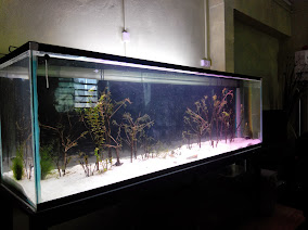 600l aquascaping TB-YolD3o2lhxPsAow_Iw1lvAsLTGzJZVngMA8gRRxw=w284-h212-p-no