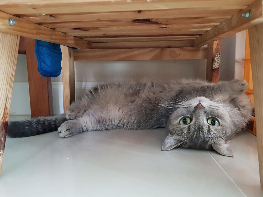 grey cat hides under the bed  from another cat