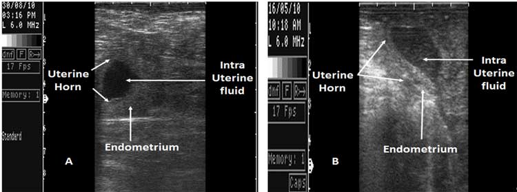 Transverse section of the uterus in a non-pregnant buffalo with a non- echogenic fluid accumulation (mucometra). Figure 10B. The uterine fluid has a hyper-echogenic appearance (pyometra). Also, the endometrium shows increased echogenicity and thickness.