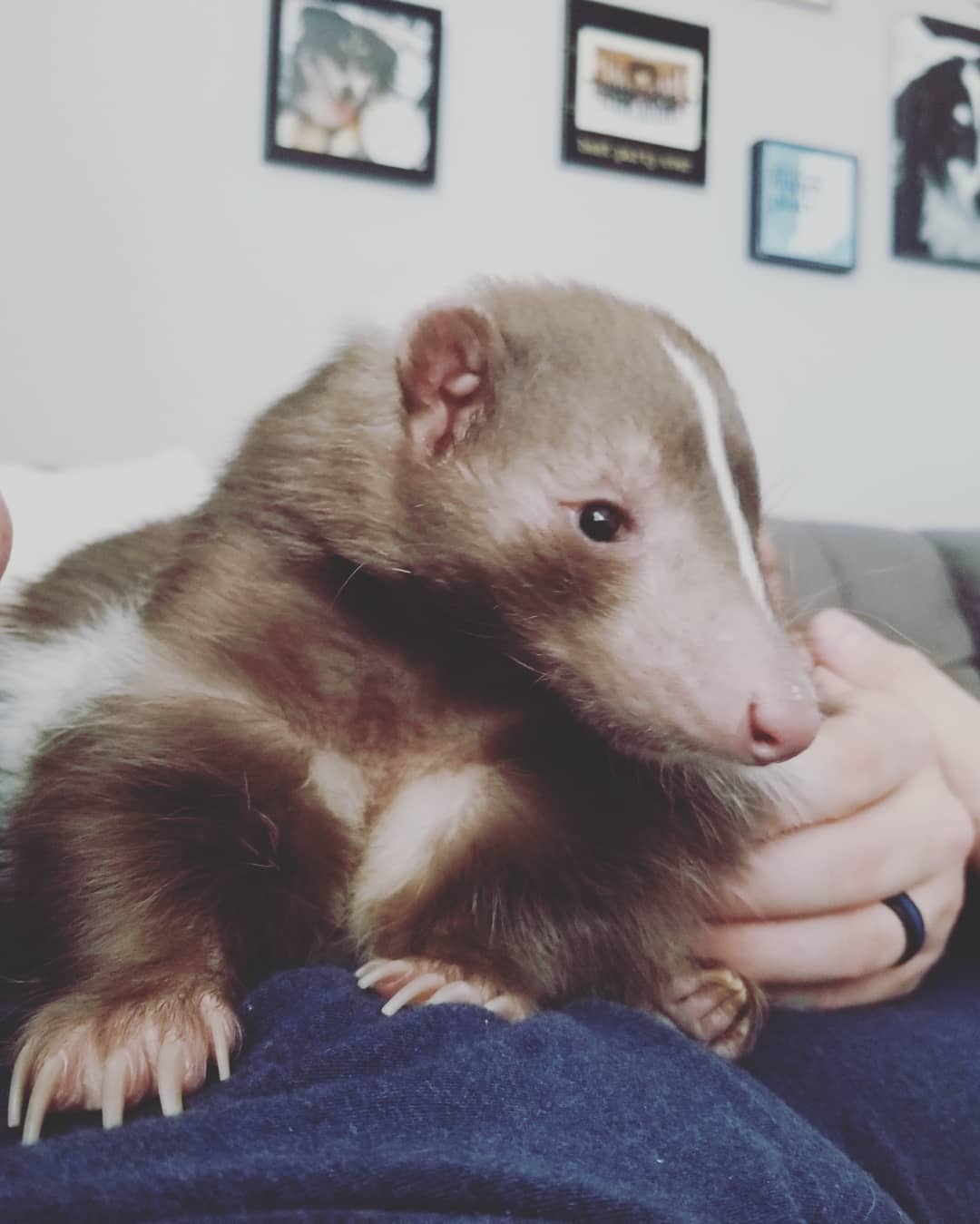 pet skunk