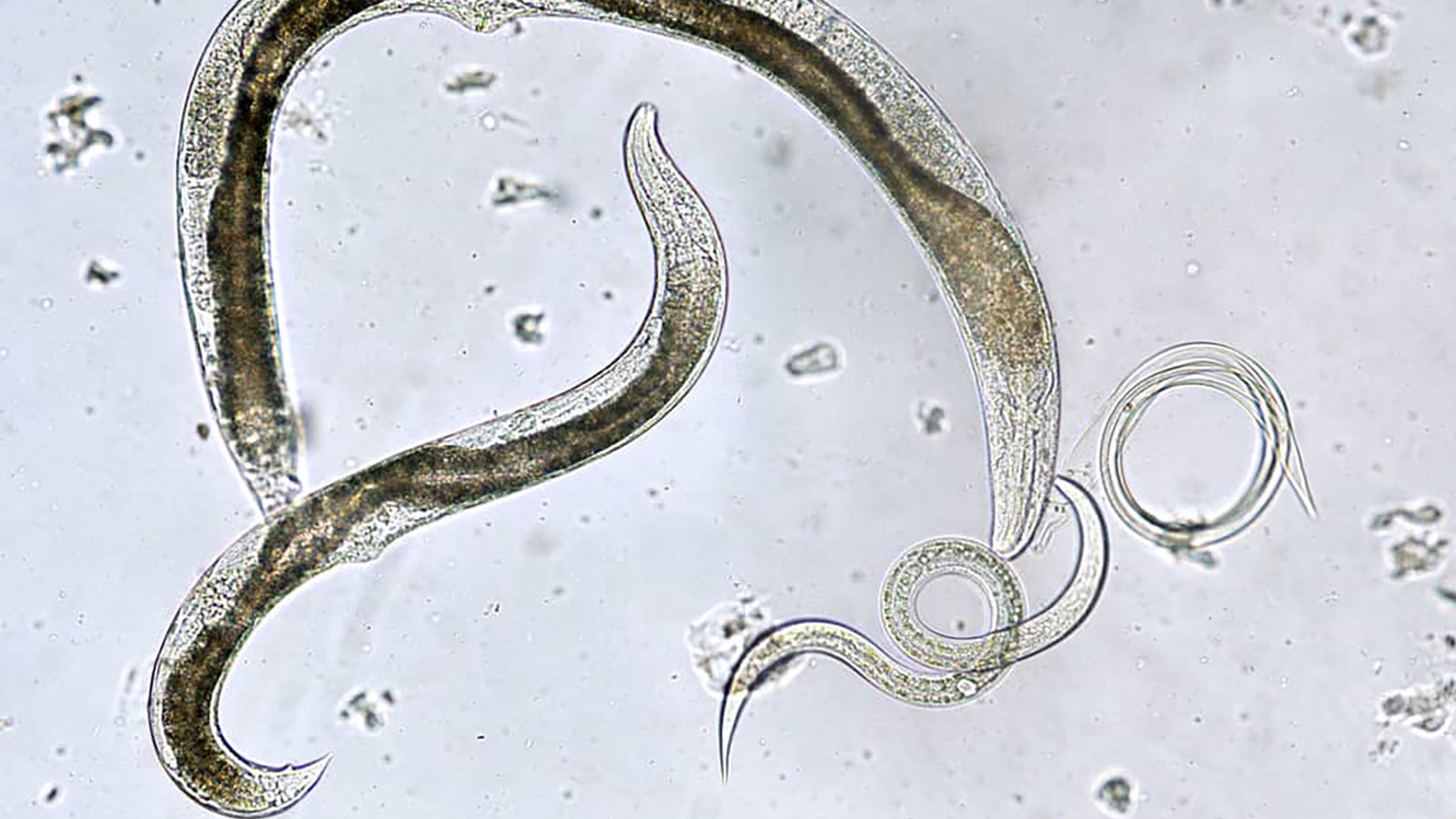 Foto colorida feita através de um microscópio de nematoides, insetos benéficos, em fundo cinza claro