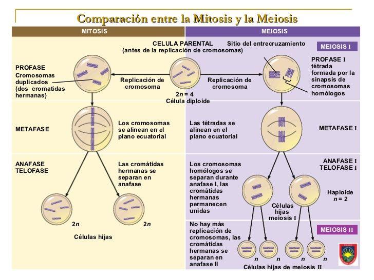Resultado de imagen para mitosis y meiosis