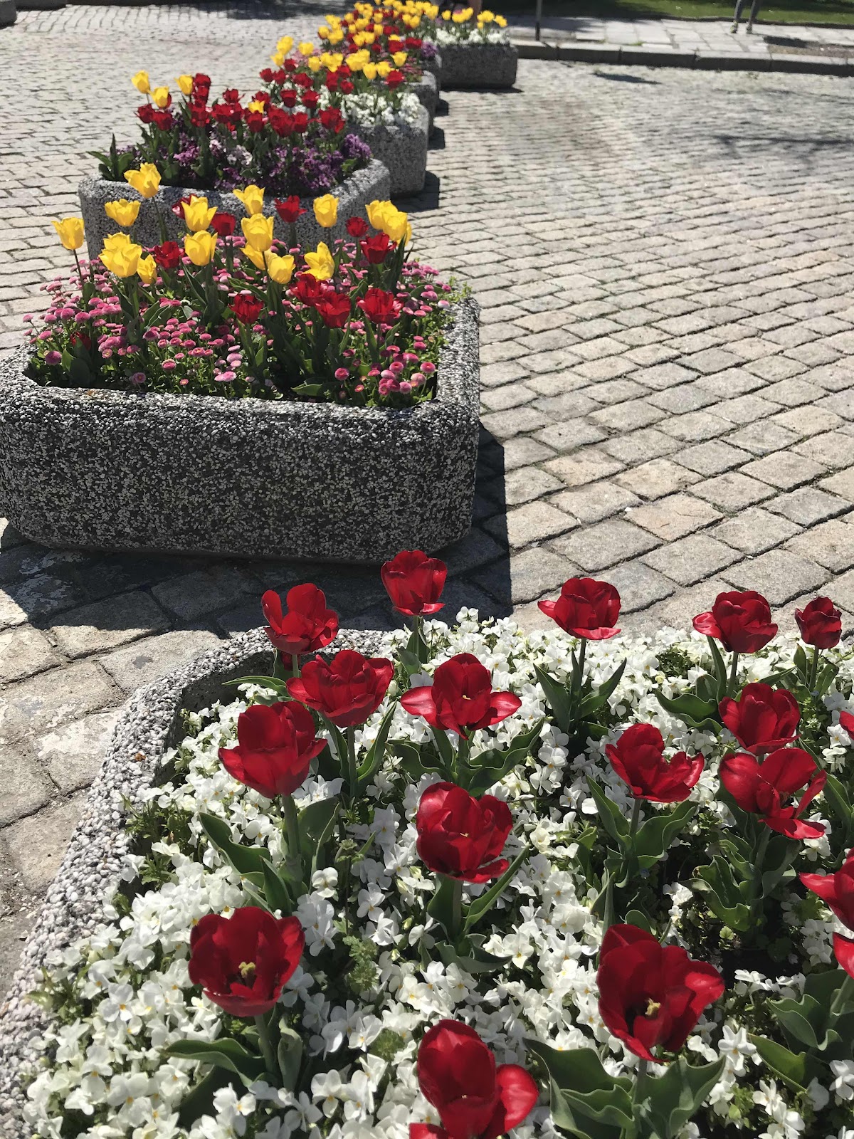 Red tulips in front of  Cathedral  Saint Alexander Nevski , Sofia
