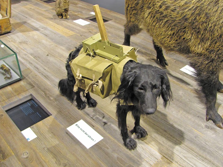Чучело противотанковой собаки-мины в музее Бундесвера, Германия.