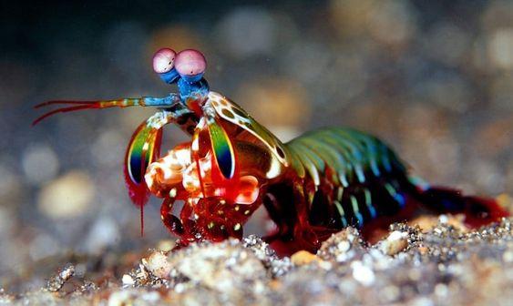 กั้งตั๊กแตน 7 สี (peacock mantis shrimp) สัตว์ตัวจิ๋วแต่หมัดหนักที่สุดในโลก 06