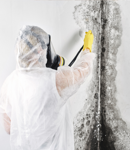 mould experts Sydney
