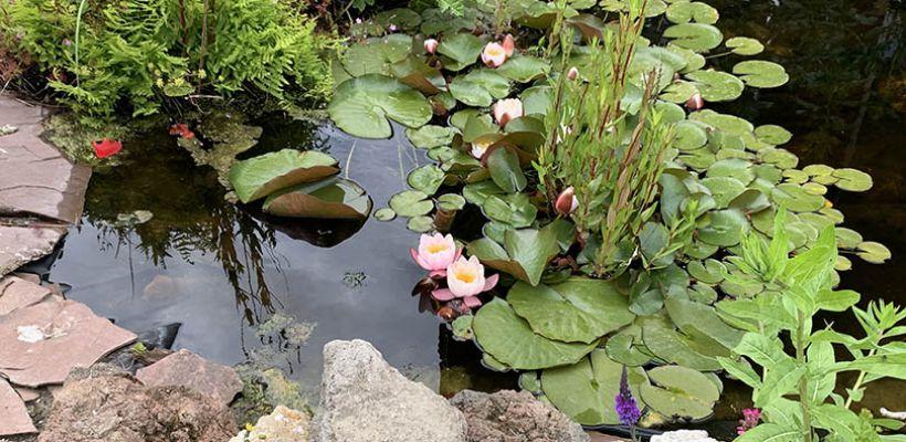 Verkiezing van de Meest Waterbewuste Tuin 2023