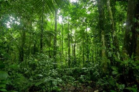 http://www.infoescola.com/wp-content/uploads/2007/08/floresta-equatorial-450x299.jpg