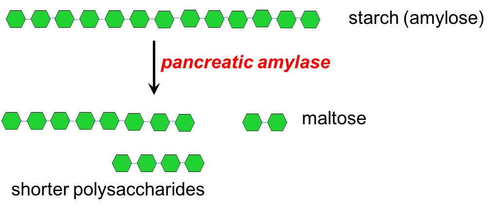 Digestion And Absorption Of Carbohydrates