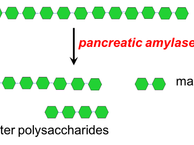 画像 what do carbohydrates break down into 206662-What do carbohydrates break down into sugars