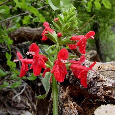 Stachys coccinea - Scarlet Hedgenettle, Scarlet Hedge Nettle, Texas Betony, Scarlet Sage