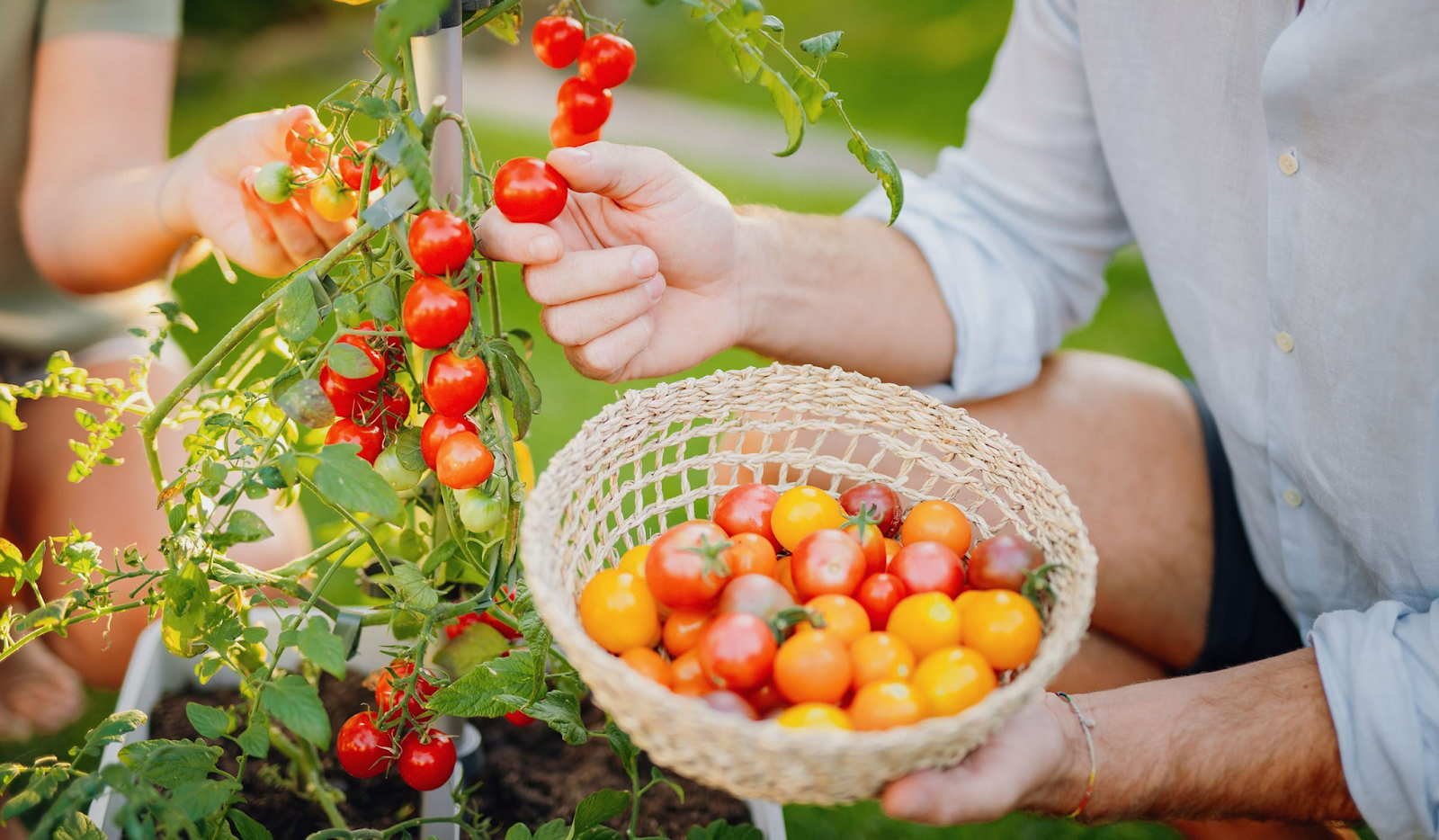 Harvesting and Enjoying Your Trellis-Grown Tomatoes