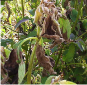 Sintoma da aplicação de glifosato em malva-branca
