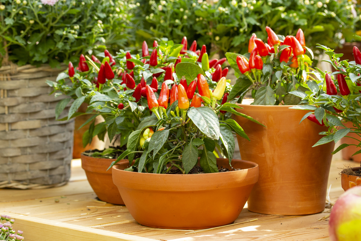pepper plant in soil made pot