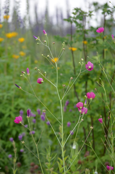 Callirhoe digitata (Fringed Poppy Mallow) with Early Sunflower, Purple Meadow Rue, Purple Prairie Clover, Tall Larkspur.jpg