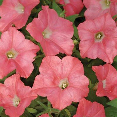 Petunia Easy Wave Coral Reef F1