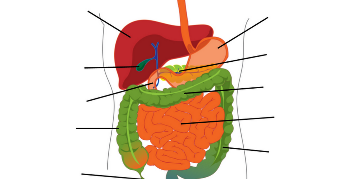 Digestive Diagram - Google Docs