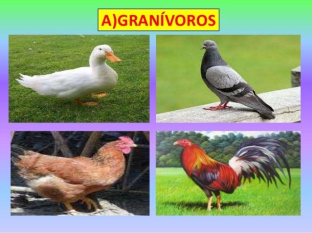 Resultado de imagen para imagen de animales granivoros