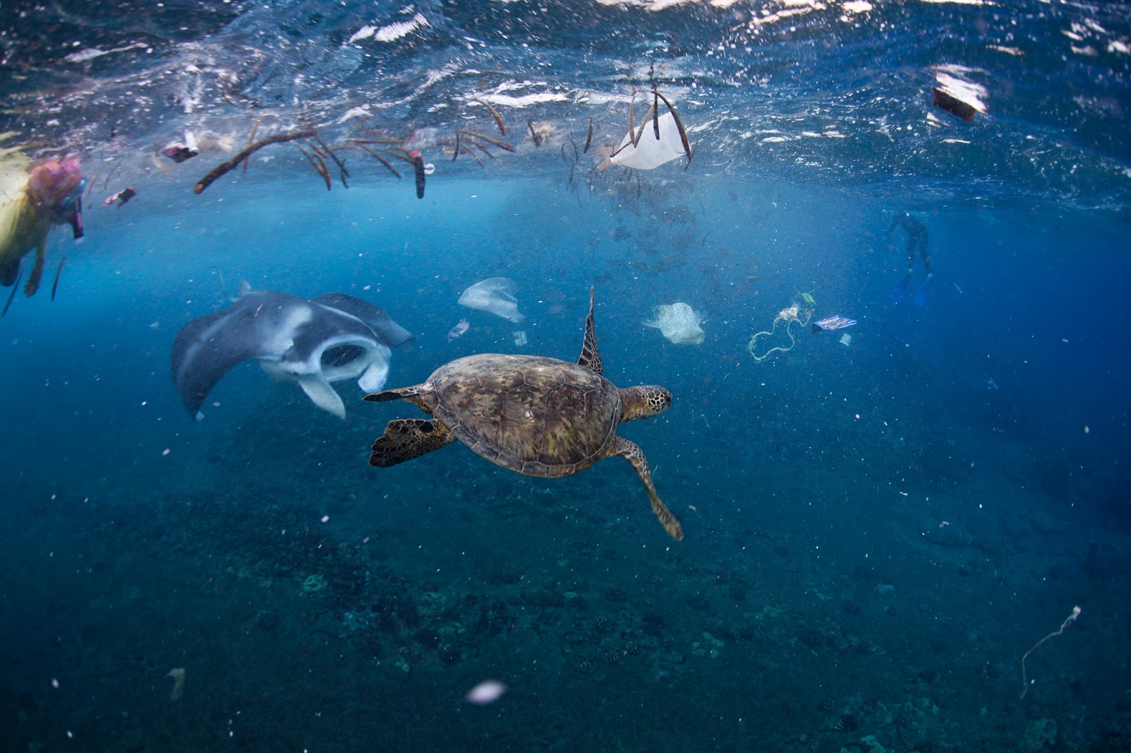 CLE15o-11MI3: Otte millioner tons plastik havner i havet hvert år!