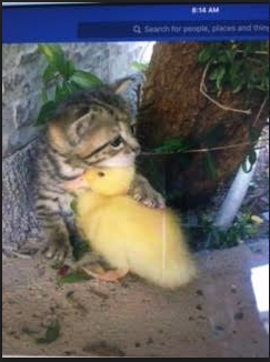 duck and cat.PNG